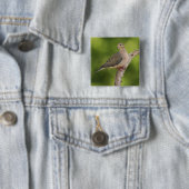 Trauernde Taube, Zenaida macroura Button (Beispiel)