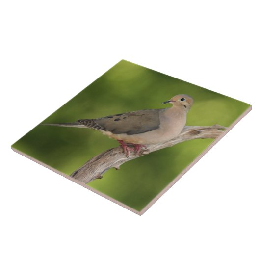 Trauernde Taube, Zenaida macroura Fliese (Seite)