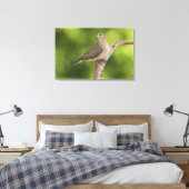 Trauernde Taube, Zenaida macroura Leinwanddruck (Insitu (Schlafzimmer))