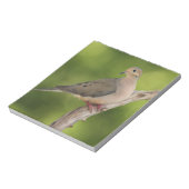 Trauernde Taube, Zenaida macroura Notizblock (Rotiert)