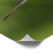 Trauernde Taube, Zenaida macroura Poster (Ecke)