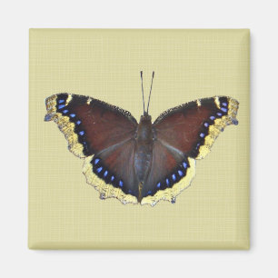 Trauernder Schmetterling in der Cloak - Nymphalis- Magnet