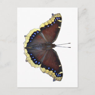 Trauernder Schmetterling in der Cloak - Nymphalis- Postkarte
