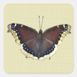 Trauernder Schmetterling in der Cloak - Nymphalis- Quadratischer Aufkleber