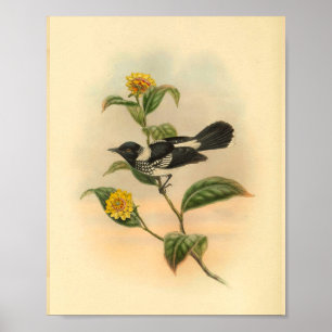 Trauerschnäpper Schwarz Vogel Vintage-Druck Poster