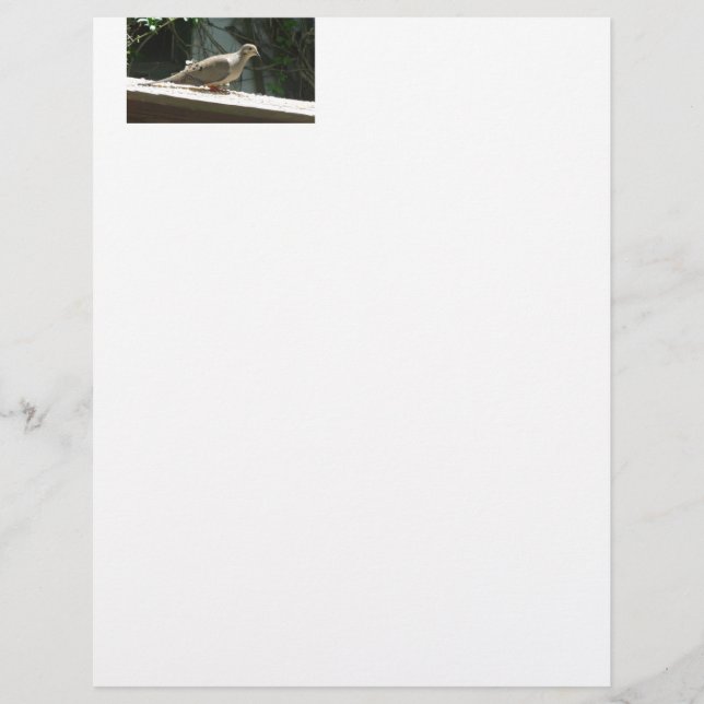 Trauertaube (Vorderseite)