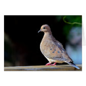 Trauertaube (Vorderseite (Horizontal))