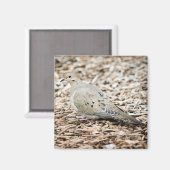 Trauertaube 1 Magnet (Vorderseite/Rückseite)