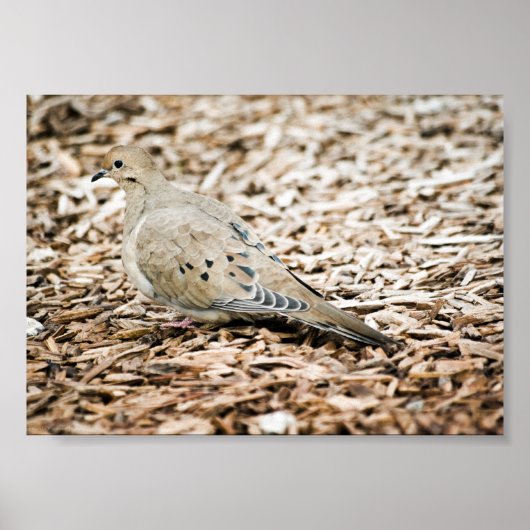 Trauertaube 3 Print Poster (Vorne)