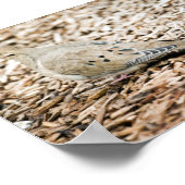 Trauertaube 3 Print Poster (Ecke)