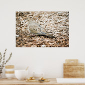 Trauertaube 3 Print Poster (Küche)