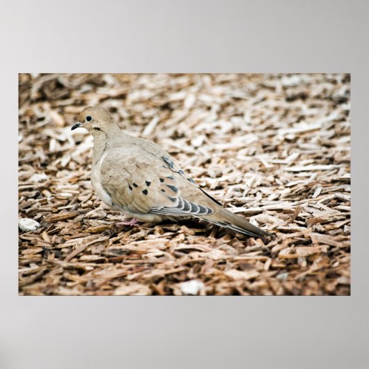 Trauertaube 3 Print Poster (Vorne)