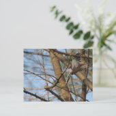 Trauertaube auf der Postkarte (Stehend Vorderseite)