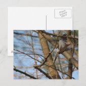 Trauertaube auf der Postkarte (Vorne/Hinten)