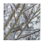 Trauertaube Fliese (Vorderseite)