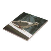 Trauertaube Fliese (Seite)