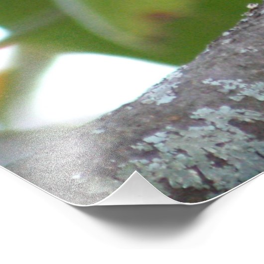 Trauertaube Fotodruck (Ecke)