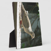 Trauertaube Fotoplatte (Seite)