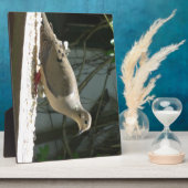 Trauertaube Fotoplatte (Seite)