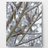 Trauertaube Fotoplatte (Vorderseite)