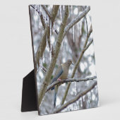 Trauertaube Fotoplatte (Seite)