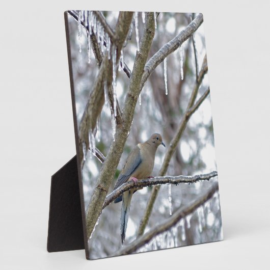 Trauertaube Fotoplatte (Seite)