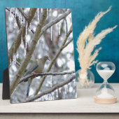 Trauertaube Fotoplatte (Seite)