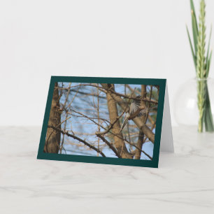 Trauertaube im Flug Grußkarte Karte