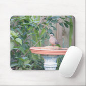 Trauertaube in Birdbad Mousepad (Mit Mouse)