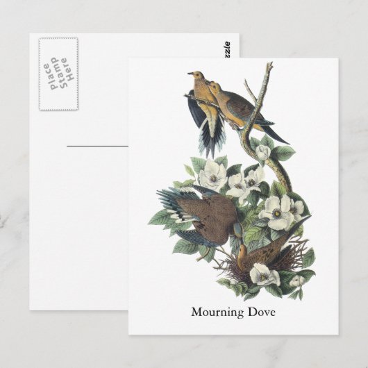 Trauertaube, John Audubon Postkarte (Vorne/Hinten)
