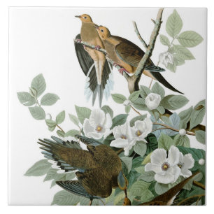 Trauertaube, John James Audubon Fliese