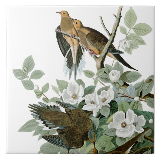 Trauertaube, John James Audubon Fliese (Vorderseite)