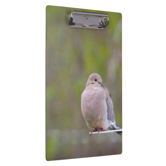 Trauertaube Klemmbrett (Rechts)