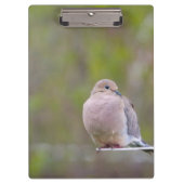 Trauertaube Klemmbrett (Vorderseite)