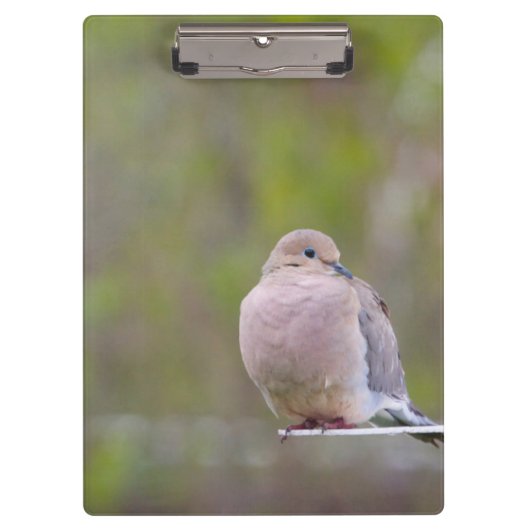 Trauertaube Klemmbrett (Vorderseite)