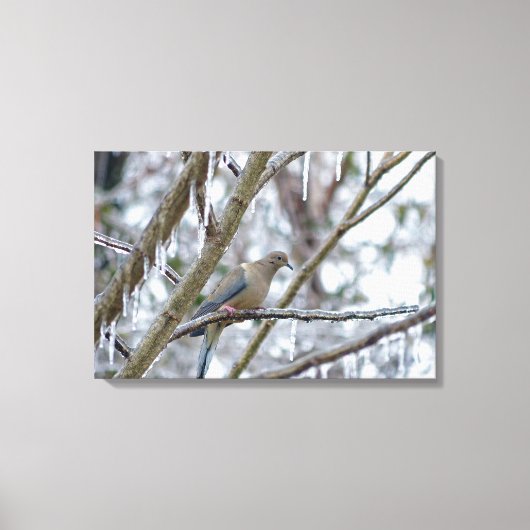 Trauertaube Leinwanddruck (Vorderseite)