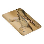 Trauertaube Magnet (Rechte Seite)