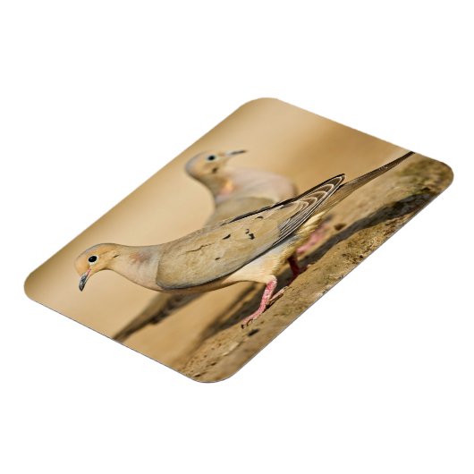 Trauertaube Magnet (Linke Seite)