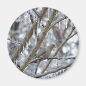 Trauertaube Magnet (Vorne)