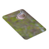 Trauertaube Magnet (Rechte Seite)