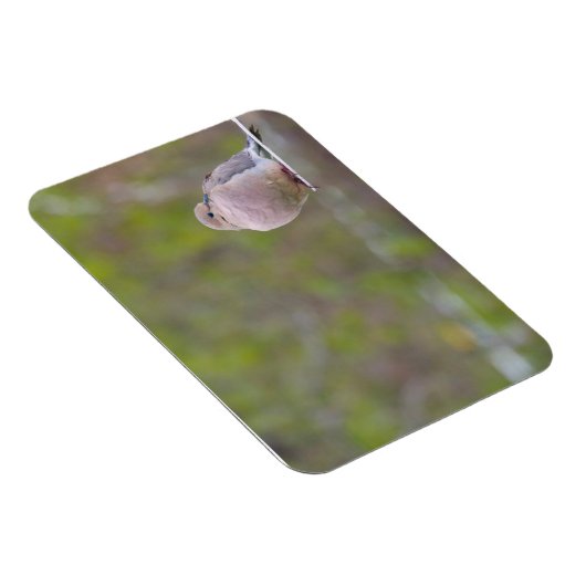 Trauertaube Magnet (Rechte Seite)