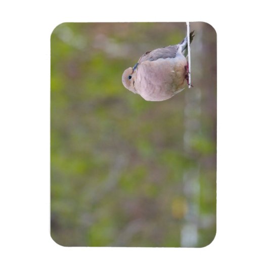 Trauertaube Magnet (Vertikal)