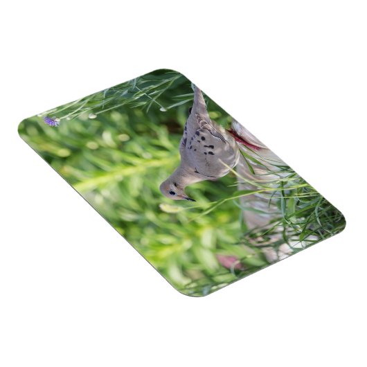 Trauertaube Magnet (Rechte Seite)