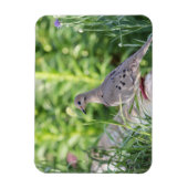 Trauertaube Magnet (Vertikal)