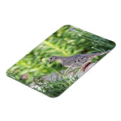 Trauertaube Magnet (Linke Seite)