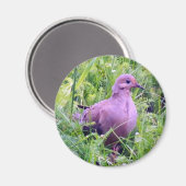 Trauertaube Magnet (Vorderseite/Rückseite)