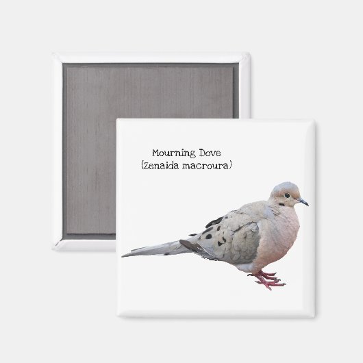 Trauertaube Magnet (Vorderseite/Rückseite)