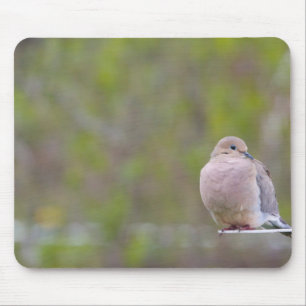 Trauertaube Mousepad