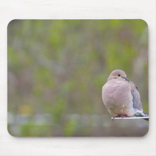 Trauertaube Mousepad (Vorne)
