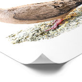 Trauertaube Poster (Ecke)